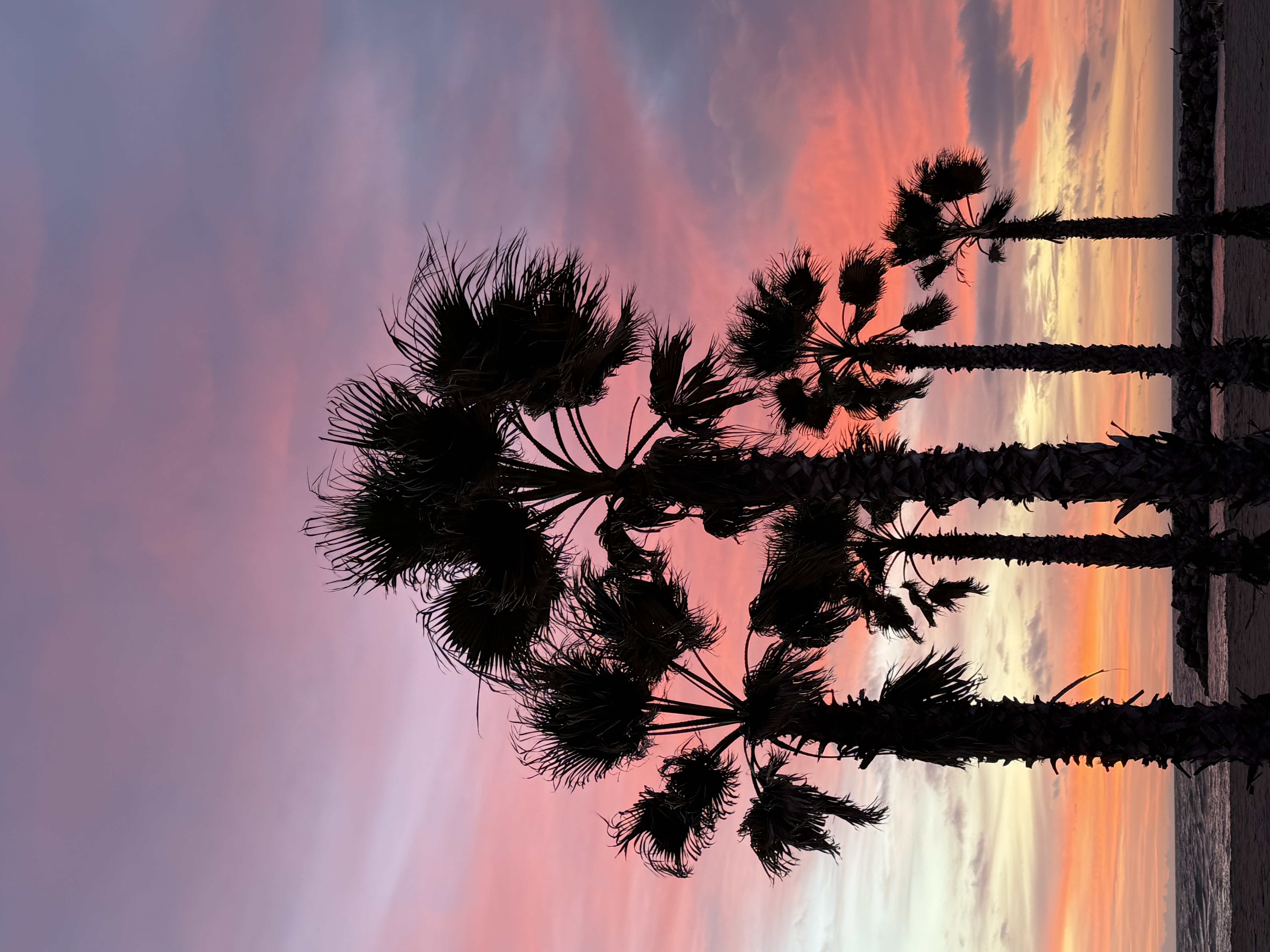 Reflets palmiers Valras